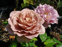 Cafe Latte rose photo