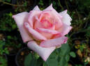 Camphill Glory rose photo
