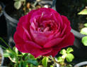 Centenaire de l'Haÿ-les-roses ® rose photo