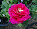 Cherries rose photo