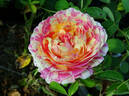 Claude Monet rose photo