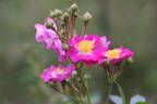 362-64 rose photo