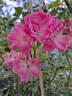 Satina rose photo