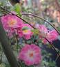 Satina rose photo