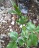 Espoir d'Anjou rose photo