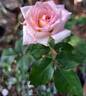 Espoir d'Anjou rose photo