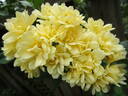R. banksiae lutea rose photo