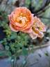 Sweet Dream rose photo