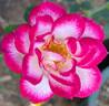 Hula Hoop rose photo
