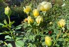 Irish Hope rose photo
