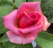 Swing Time rose photo