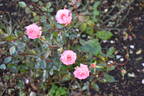 Rosy Dawn rose photo