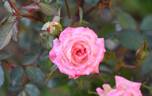 Rosy Dawn rose photo