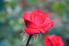 Camp David rose photo