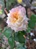 Espoir d'Anjou rose photo