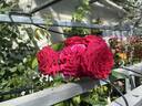 True Endearment rose photo