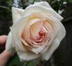 W. R. Smith rose photo