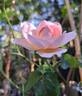 Wildeve rose photo