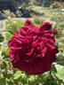 Red Cécile Brünner rose photo