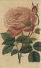 Comte de Paris rose photo