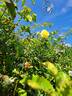 Golden Gate rose photo