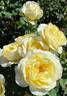 Irish Hope rose photo