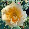Oldtimer rose photo