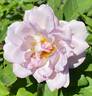 Silver Lining ™ rose photo