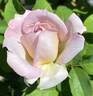 Silver Lining ™ rose photo