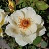 Ivory Fashion rose photo