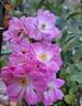 Satina rose photo