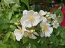 R. rubus rose photo