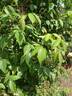 R. rubus rose photo