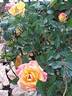 Little Sunset rose photo