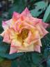 Little Sunset rose photo