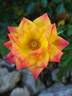 Little Sunset rose photo