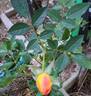 Little Sunset rose photo