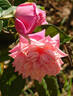 Madame Lambard rose photo