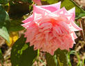 Madame Lambard rose photo