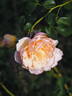 Paule Massad rose photo