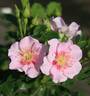 See You Baby rose photo