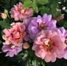 Amirose rose photo