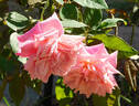 Madame Lambard rose photo