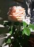 Rallye des Gazelles rose photo