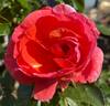 Paul Gauguin ® rose photo