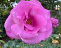 Fragrant Plum rose photo
