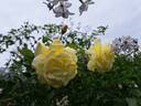 Golden Gate rose photo