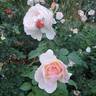 Moonlight in Paris ™ rose photo