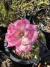 Headliner rose photo