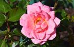 City of Adelaide rose photo